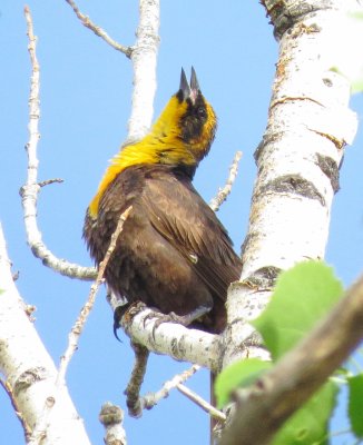Yellow-Headed Blackbird