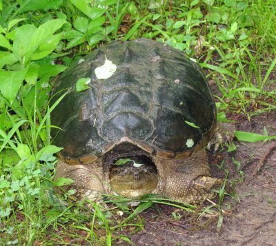 Common Snapping Turtle