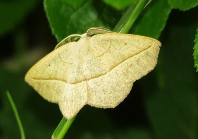 Confused Eusarca Moth