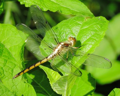 Great Blue Skimmer