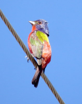 Painted Bunting