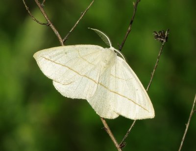 Confused Eusarca Moth