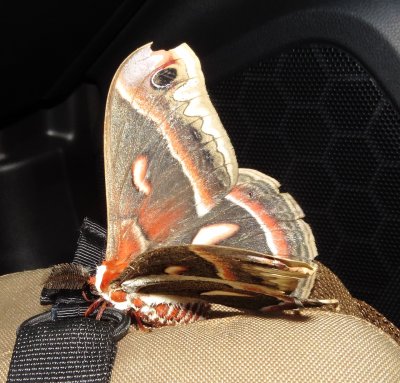 Cecropia Moth