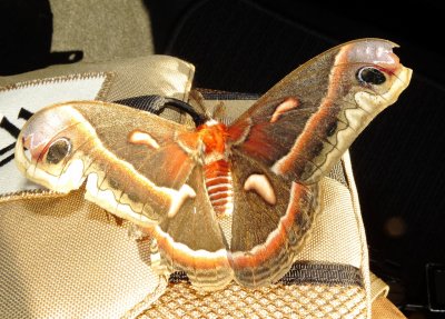 Cecropia Moth