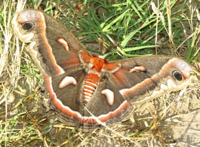 Cecropia Moth