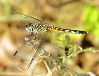 Blue Dasher