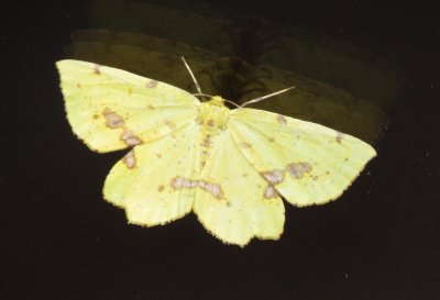 False Crocus Geometer Moth 