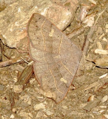 Red-Lined Panopoda Moth