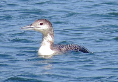 Common Loon