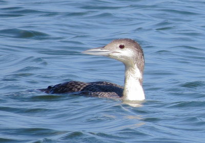 Common Loon