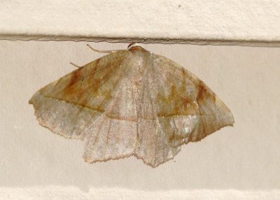 Unidentified Moth