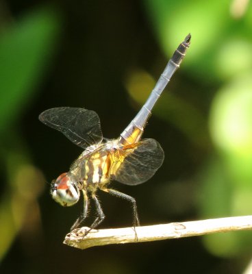 Blue Dasher