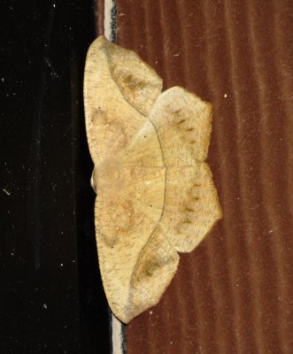 Large Maple Spanworm Moth