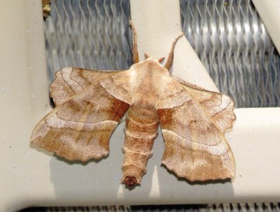 Walnut Sphinx