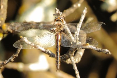 Epitheca Species