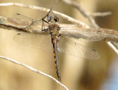 Epitheca Species