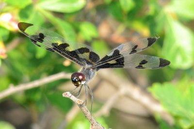 Banded Pennant