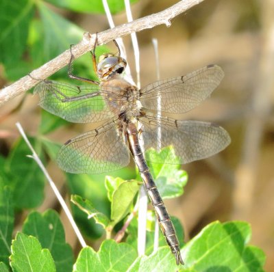 Dot-Winged Baskettail