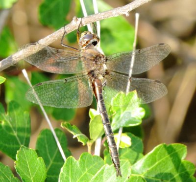 Dot-Winged Baskettail