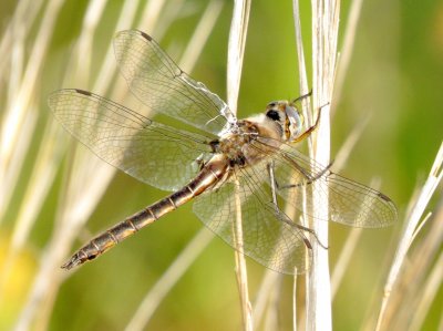 Epitheca Species