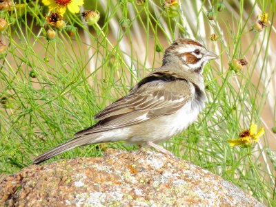 Lark Sparrow