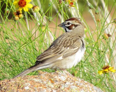 Lark Sparrow
