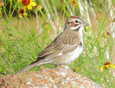 Lark Sparrow