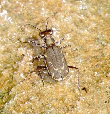 Thin-Lined Tiger Beetle