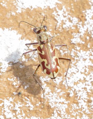 Sandy Stream Tiger Beetle