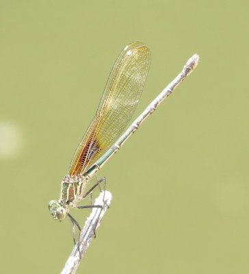 American Rubyspot