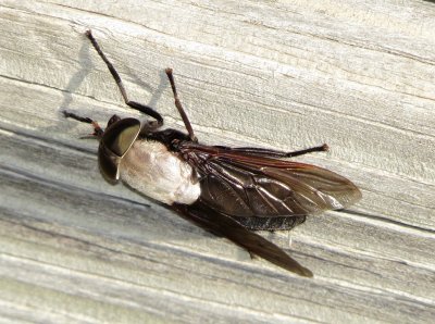 Horse Fly Speices