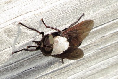 Horse Fly Species