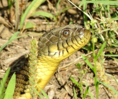 Diamondbacked Water Snake