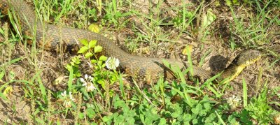 Diamondbacked Water Snake