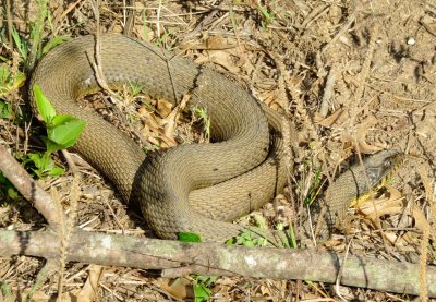 Plain-Bellied Water Snake