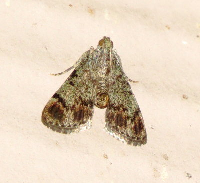 Dimorphic Macalla Moth