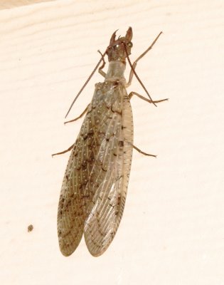 Eastern Dobson Fly