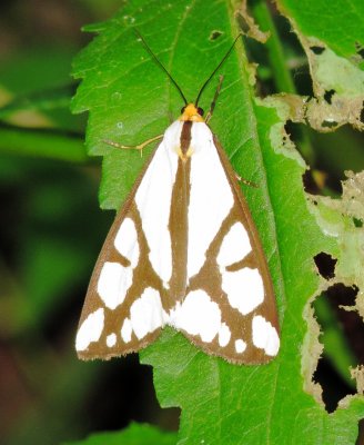 Reversed Haploa Moth
