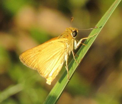 Delaware Skipper