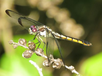 Great Blue Skimmer