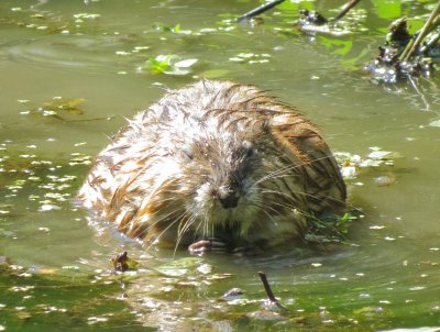 Muskrat