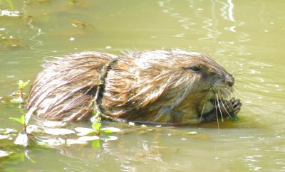Muskrat