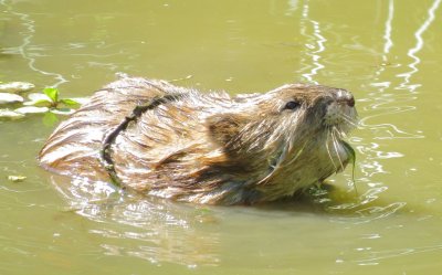 Muskrat