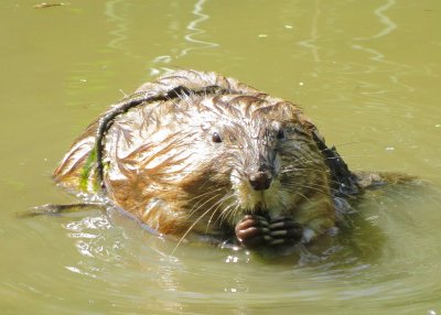 Muskrat