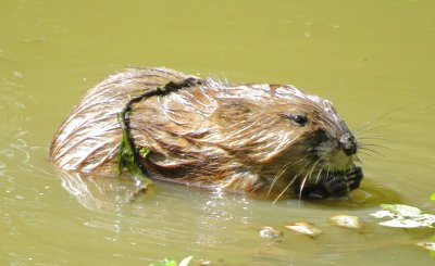 Muskrat