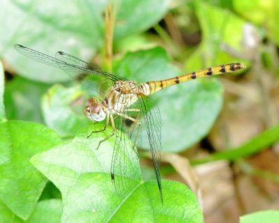 Blue-Faced Meadowhawk