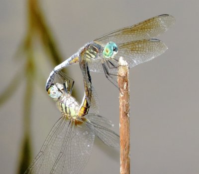 Blue Dasher