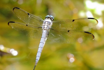 Great Blue Skimmer