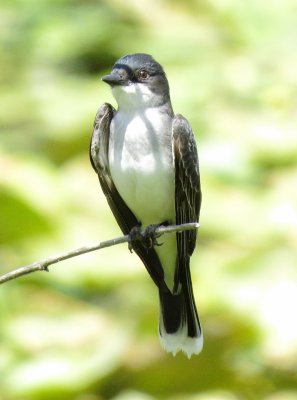Eastern Kingbird