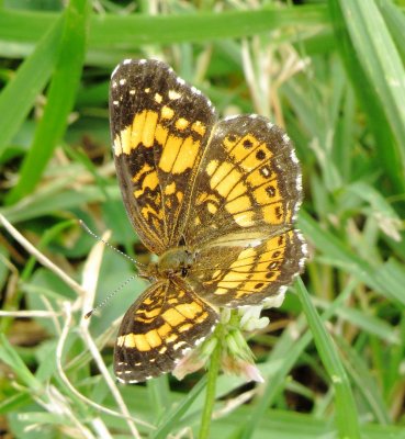 Silvery Checkerspot